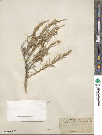 Krascheninnikovia ceratoides subsp. lanata image