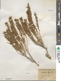 Krascheninnikovia ceratoides subsp. lanata image