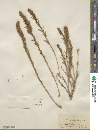 Krascheninnikovia ceratoides subsp. lanata image