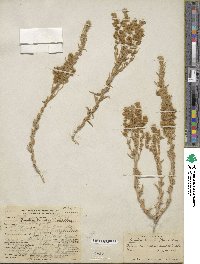 Krascheninnikovia ceratoides subsp. lanata image