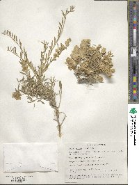 Grayia spinosa image