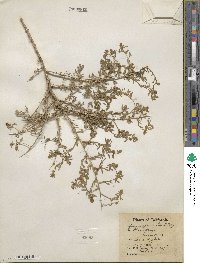 Grayia spinosa image