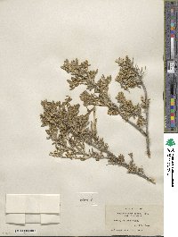 Grayia spinosa image