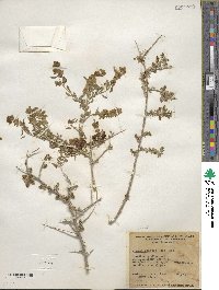 Grayia spinosa image