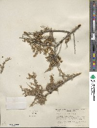 Grayia spinosa image