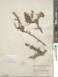 Grayia spinosa image