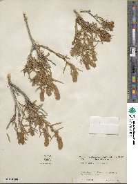 Krascheninnikovia ceratoides subsp. lanata image