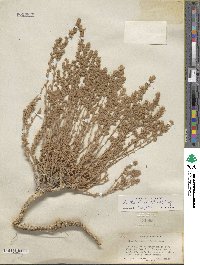 Krascheninnikovia ceratoides subsp. lanata image