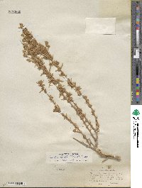 Krascheninnikovia ceratoides subsp. lanata image