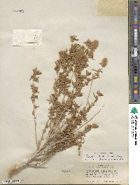 Krascheninnikovia ceratoides subsp. lanata image