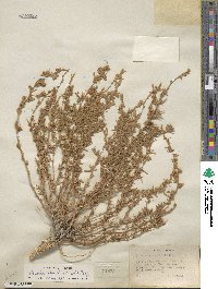 Krascheninnikovia ceratoides subsp. lanata image