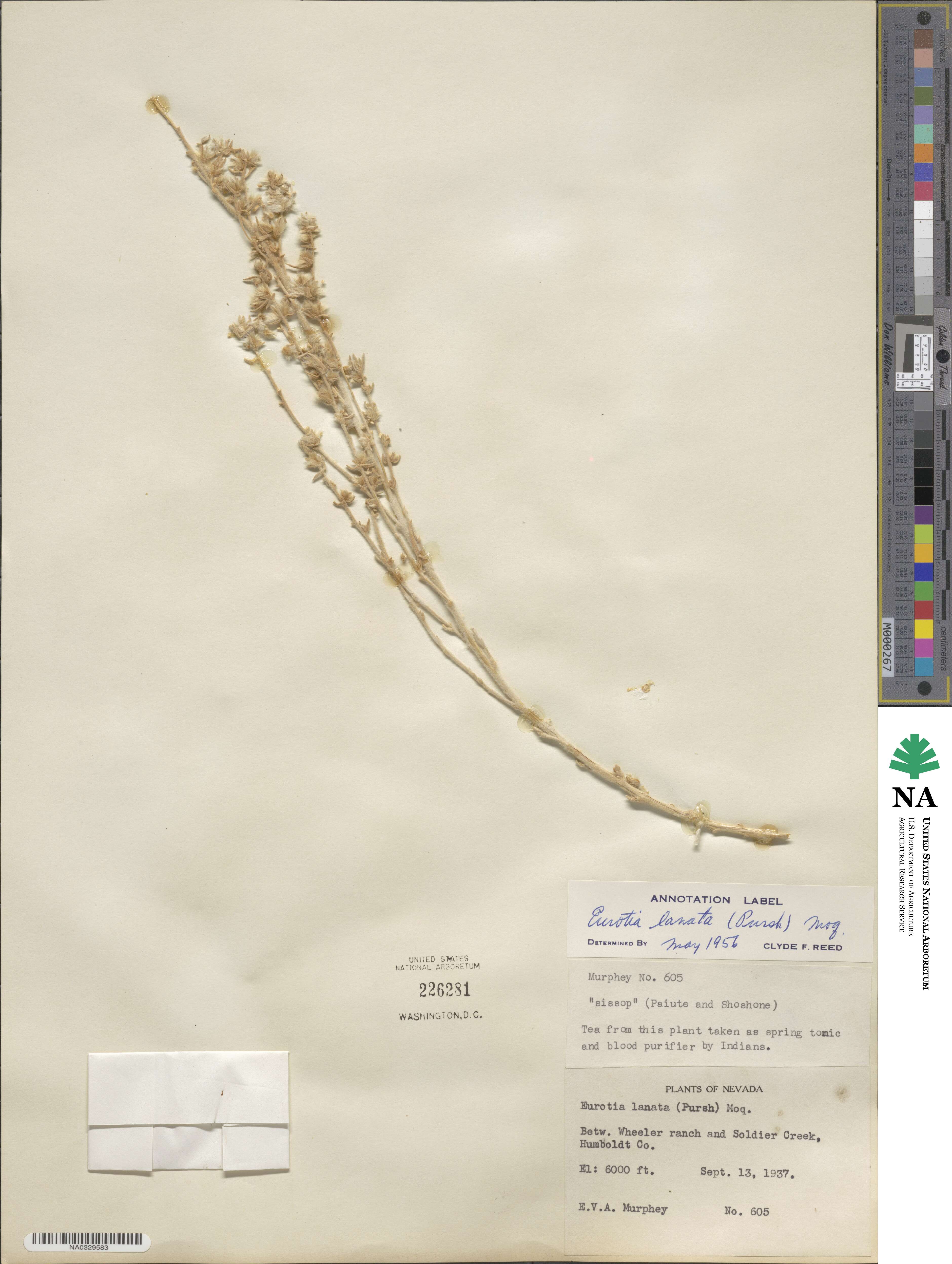 Krascheninnikovia ceratoides subsp. lanata image