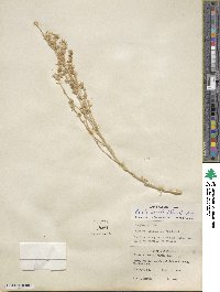 Krascheninnikovia ceratoides subsp. lanata image