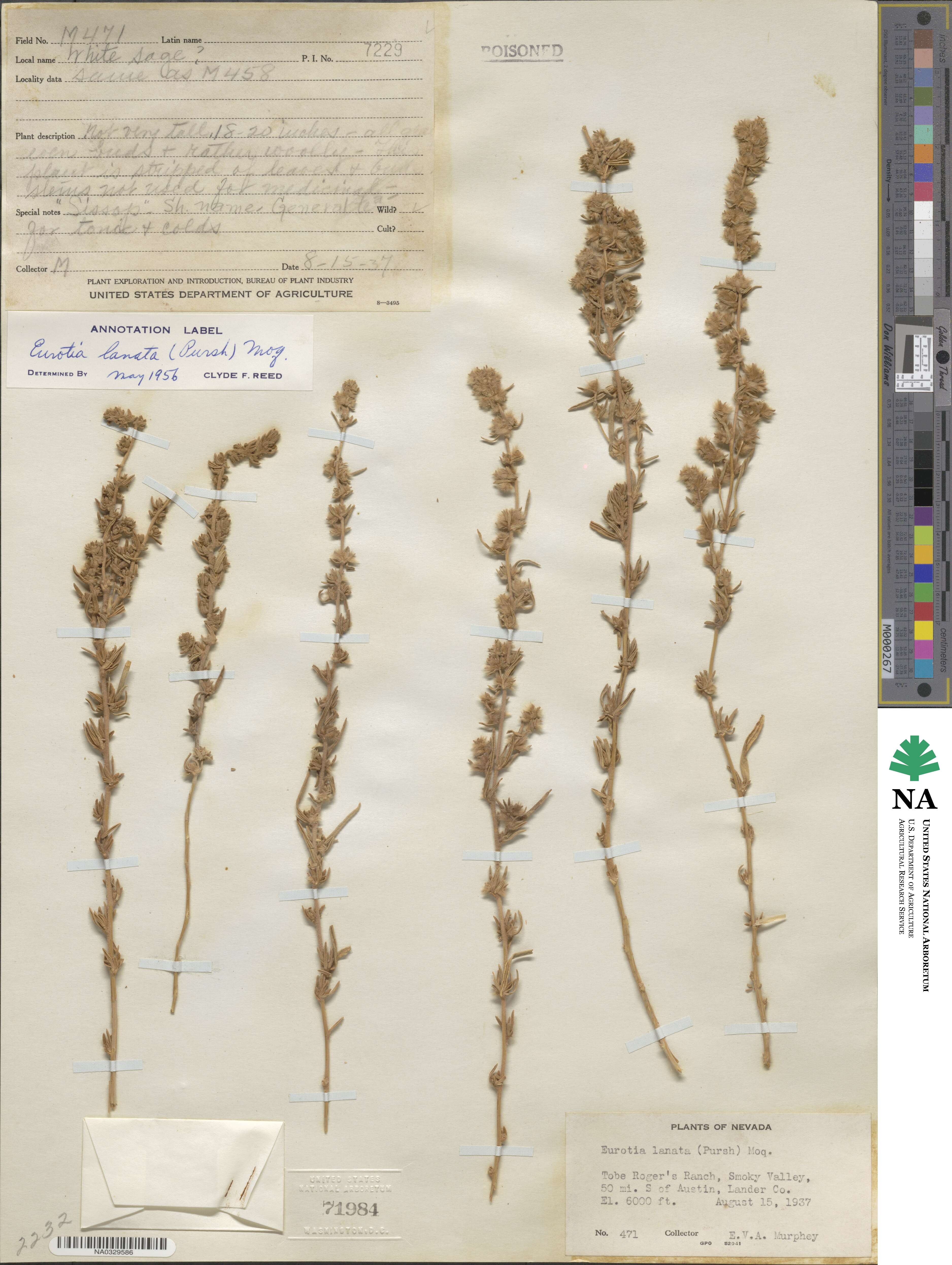 Krascheninnikovia ceratoides subsp. lanata image