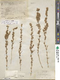 Krascheninnikovia ceratoides subsp. lanata image