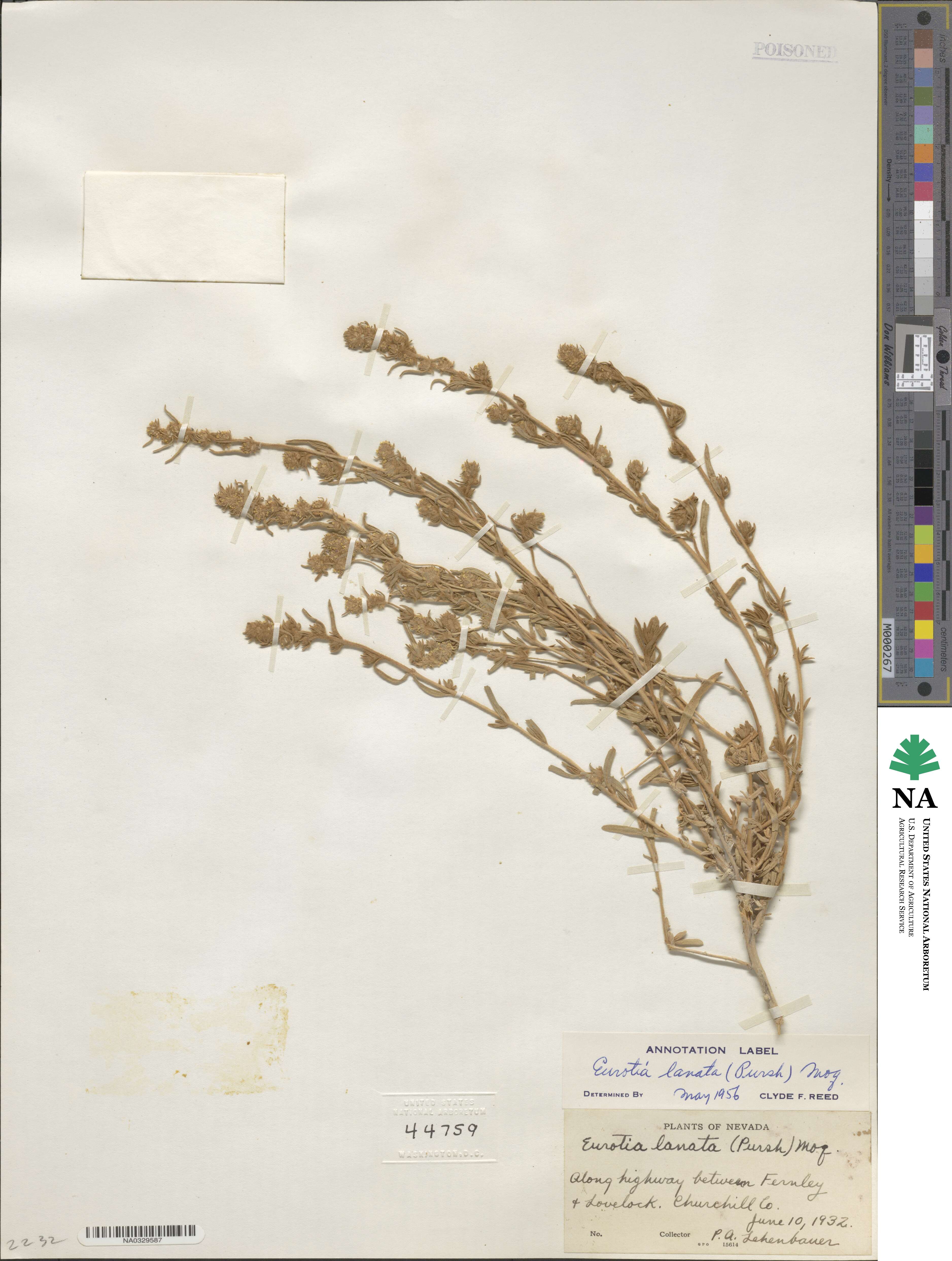 Krascheninnikovia ceratoides image
