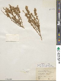 Krascheninnikovia ceratoides subsp. lanata image