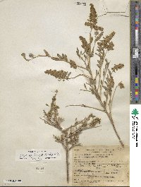 Grayia spinosa image