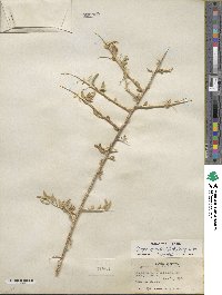 Grayia spinosa image