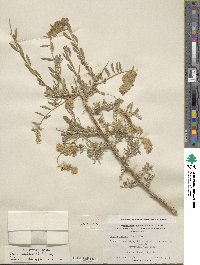 Grayia spinosa image