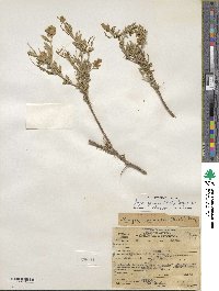 Grayia spinosa image