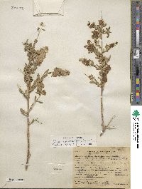 Grayia spinosa image