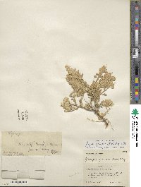 Grayia spinosa image