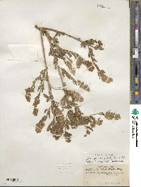 Grayia spinosa image