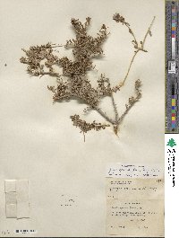 Grayia spinosa image