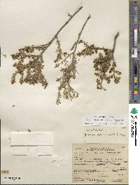 Grayia spinosa image