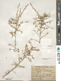 Grayia spinosa image