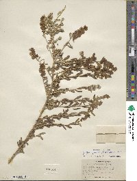 Grayia spinosa image