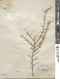 Grayia spinosa image