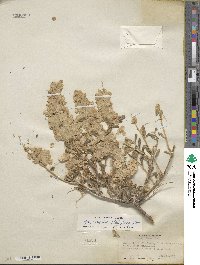 Grayia spinosa image