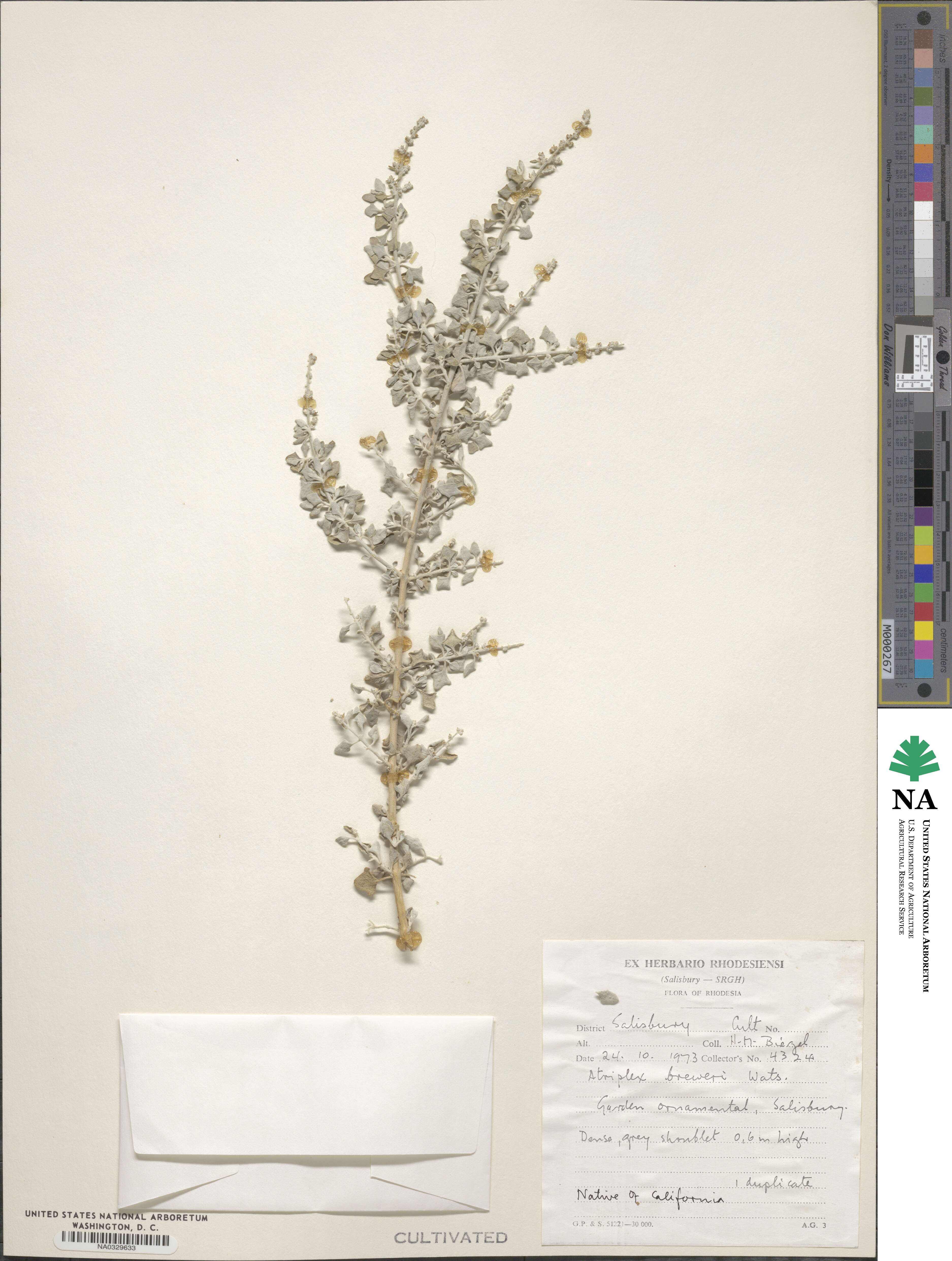 Atriplex lentiformis subsp. breweri image