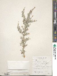 Atriplex lentiformis subsp. breweri image