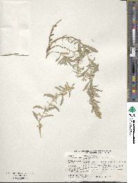 Atriplex canescens image