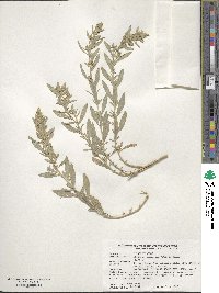 Atriplex canescens image