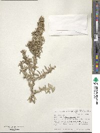 Atriplex canescens image