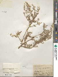 Atriplex canescens image