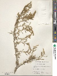 Atriplex canescens image