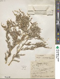 Image of Atriplex elegans