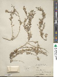 Atriplex halimoides image