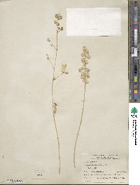 Atriplex hortensis image