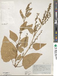 Atriplex hortensis image