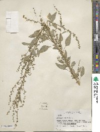 Atriplex hortensis image