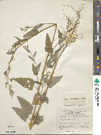 Atriplex hortensis image