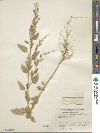 Atriplex hortensis image