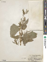 Atriplex hortensis image