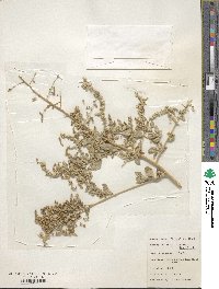 Atriplex lentiformis image